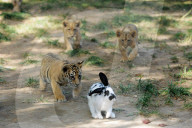 FEATURE: Wenn kleine Tiger spielen
