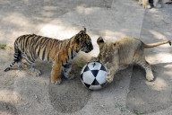 FEATURE: Wenn kleine Tiger spielen