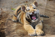 FEATURE: Wenn kleine Tiger spielen