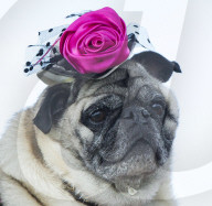 FEATURE: Auch Hunde haben eine Modeshow