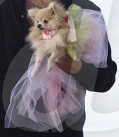 FEATURE: Auch Hunde haben eine Modeshow