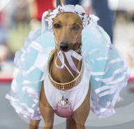 FEATURE: Auch Hunde haben eine Modeshow