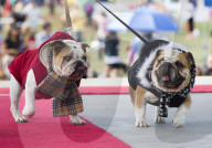 FEATURE: Auch Hunde haben eine Modeshow