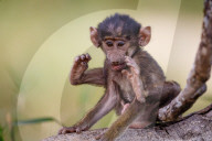 FEATURE: Knuffig dieses Pavian-Baby