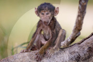 FEATURE: Knuffig dieses Pavian-Baby