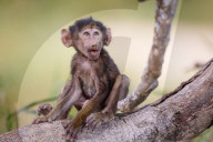 FEATURE: Knuffig dieses Pavian-Baby