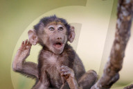 FEATURE: Knuffig dieses Pavian-Baby