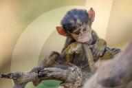 FEATURE: Knuffig dieses Pavian-Baby