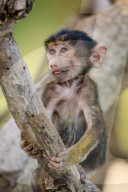 FEATURE: Knuffig dieses Pavian-Baby
