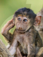FEATURE: Knuffig dieses Pavian-Baby