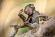 FEATURE: Knuffig dieses Pavian-Baby