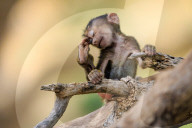 FEATURE: Knuffig dieses Pavian-Baby