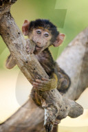 FEATURE: Knuffig dieses Pavian-Baby