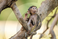 FEATURE: Knuffig dieses Pavian-Baby