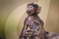 FEATURE: Knuffig dieses Pavian-Baby