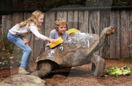 FEATURE: Waschen - Legen: Die Riesenschildkröte Dippy wird geschrubbt