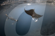 FEATURE: 'Freediver' zeigen ihre Unterwasserwelt
