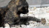 FEATURE: Wenn die Katze mit der Maus spielt