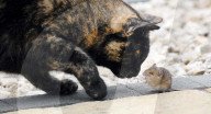 FEATURE: Wenn die Katze mit der Maus spielt