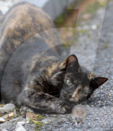 FEATURE: Wenn die Katze mit der Maus spielt