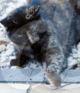 FEATURE: Wenn die Katze mit der Maus spielt
