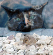 FEATURE: Wenn die Katze mit der Maus spielt