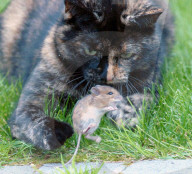 FEATURE: Wenn die Katze mit der Maus spielt