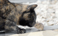 FEATURE: Wenn die Katze mit der Maus spielt