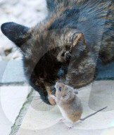 FEATURE: Wenn die Katze mit der Maus spielt