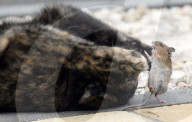 FEATURE: Wenn die Katze mit der Maus spielt