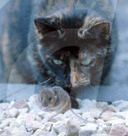 FEATURE: Wenn die Katze mit der Maus spielt
