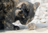 FEATURE: Wenn die Katze mit der Maus spielt