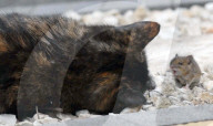 FEATURE: Wenn die Katze mit der Maus spielt