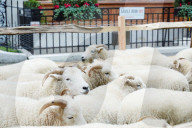 FEATURE: Woll-Woche an der Saville Strasse in London