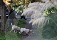 FEATURE: Puma-Jagd in der kanadischen Stadt Victoria