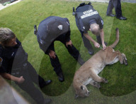 FEATURE: Puma-Jagd in der kanadischen Stadt Victoria