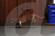 FEATURE: Puma-Jagd in der kanadischen Stadt Victoria