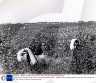 PEOPLE: Zum 50. Todestag von Dorothea Lange (11.10.)