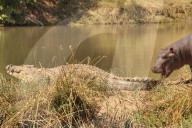 FEATURE: Furchtloses Nilpferd spielt mit einem Krokodil
