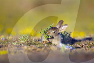 FEATURE: Kleiner Hase macht Bekanntschaft mit einer Distel