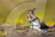 FEATURE: Kleiner Hase macht Bekanntschaft mit einer Distel