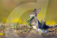 FEATURE: Kleiner Hase macht Bekanntschaft mit einer Distel
