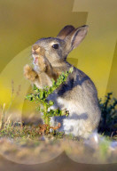 FEATURE: Kleiner Hase macht Bekanntschaft mit einer Distel