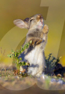 FEATURE: Kleiner Hase macht Bekanntschaft mit einer Distel