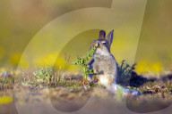 FEATURE: Kleiner Hase macht Bekanntschaft mit einer Distel