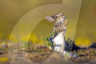 FEATURE: Kleiner Hase macht Bekanntschaft mit einer Distel
