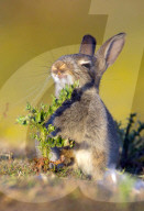 FEATURE: Kleiner Hase macht Bekanntschaft mit einer Distel