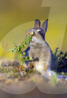 FEATURE: Kleiner Hase macht Bekanntschaft mit einer Distel