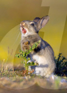FEATURE: Kleiner Hase macht Bekanntschaft mit einer Distel