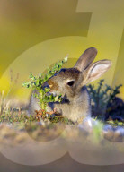 FEATURE: Kleiner Hase macht Bekanntschaft mit einer Distel